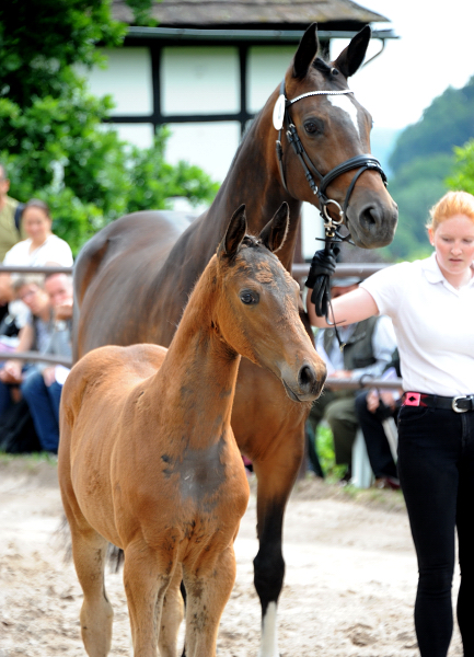 Trakehner Stutfohlen Gabbalina v. Zauberdeyk x High Motion - Gestt Hmelschenburg - Beate Langels