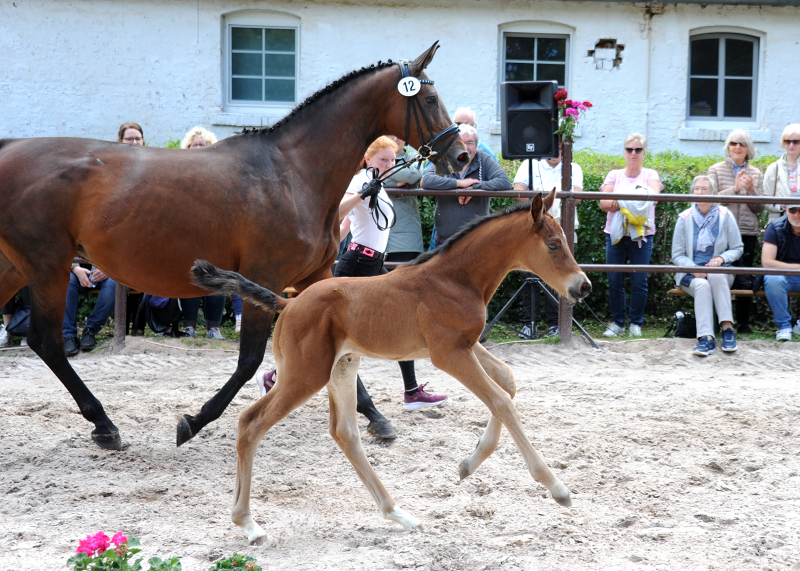 Hengstfohlen von Schplitzer x Imperio - Trakehner Gestt Hmelschenburg - Foto: Beate Langels - 
Trakehner Gestt Hmelschenburg