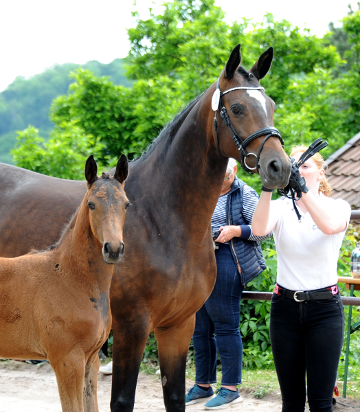 Trakehner Stutfohlen Gabbalina v. Zauberdeyk x High Motion - Gestt Hmelschenburg - Beate Langels