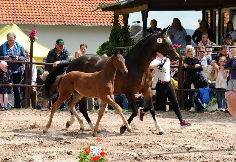 Trakehner Stutfohlen Gabbalina v. Zauberdeyk x High Motion - Gestt Hmelschenburg - Beate Langels