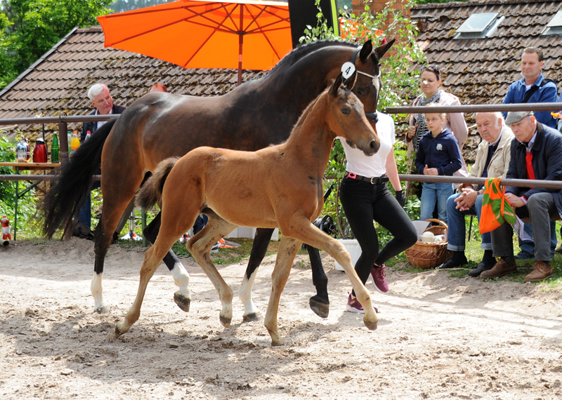 Trakehner Stutfohlen Gabbalina v. Zauberdeyk x High Motion - Gestt Hmelschenburg - Beate Langels