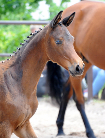 Schwalbe's Pimavera - Trakehner Filly by Schplitzer out of Pr.A. Schwalbe's Beauty by High Motion - Foto Langels