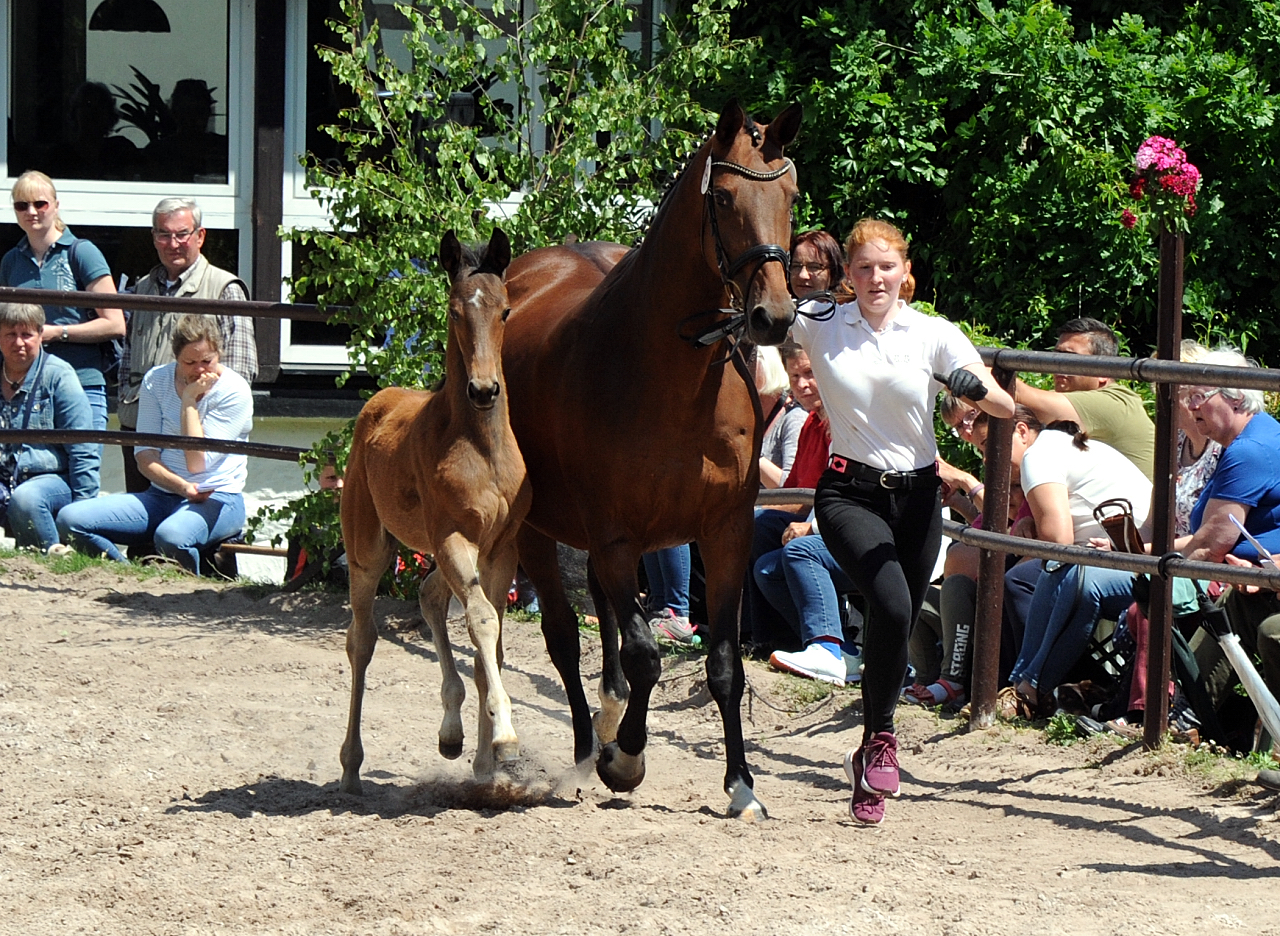 Bay Filly of Idealerweise out of Giulietta by Saint Cyr - Red Patrick xx - Foto Beate Langels