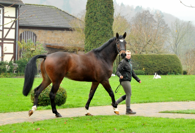 Trakehner Gelding by Shavalou out of Kalidah Jamal by Manhattan out of ESt. Kassuben by Enrico Caruso, Foto: Beate Langels, Gestt Hmelschenburg