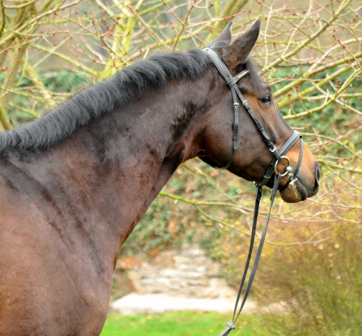 Trakehner Gelding by Shavalou out of Kalidah Jamal by Manhattan out of ESt. Kassuben by Enrico Caruso, Foto: Beate Langels, Gestt Hmelschenburg