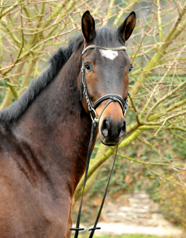 Trakehner Gelding by Shavalou out of Kalidah Jamal by Manhattan out of ESt. Kassuben by Enrico Caruso, Foto: Beate Langels, Gestt Hmelschenburg