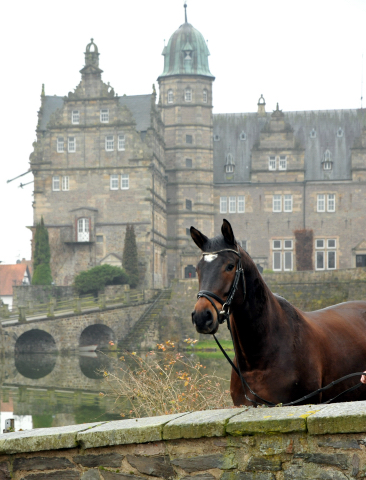 Trakehner Gelding by Shavalou out of Kalidah Jamal by Manhattan out of ESt. Kassuben by Enrico Caruso, Foto: Beate Langels, Gestt Hmelschenburg