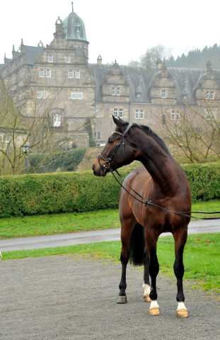 Trakehner Gelding by Shavalou out of Kalidah Jamal by Manhattan out of ESt. Kassuben by Enrico Caruso, Foto: Beate Langels, Gestt Hmelschenburg