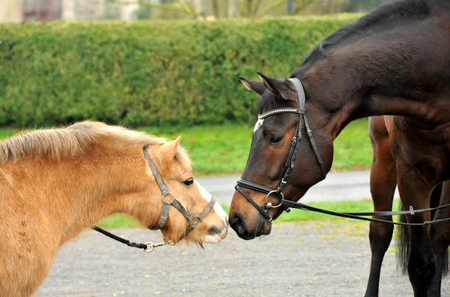 Trakehner Gelding by Shavalou out of Kalidah Jamal by Manhattan out of ESt. Kassuben by Enrico Caruso, Foto: Beate Langels, Gestt Hmelschenburg