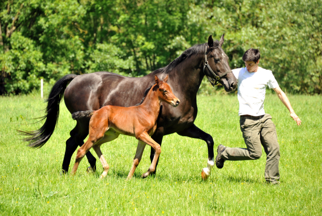  im Gestt Hmelschenburg - Foto Beate Langels