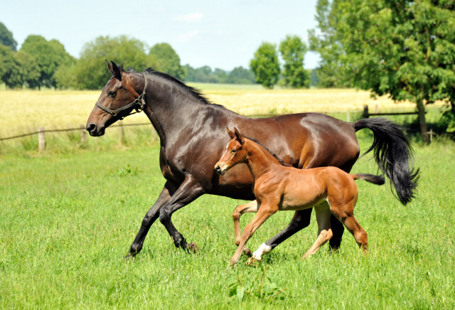  im Gestt Hmelschenburg - Foto Beate Langels