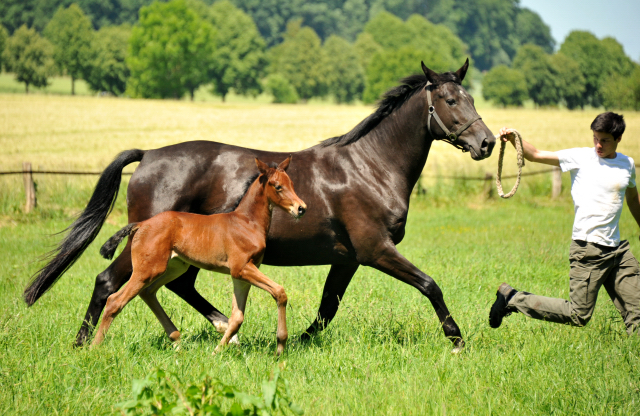  im Gestt Hmelschenburg - Foto Beate Langels