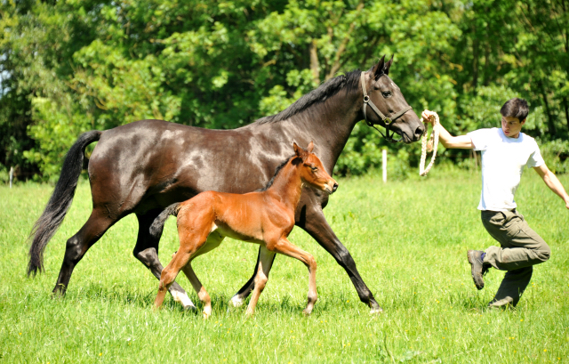  im Gestt Hmelschenburg - Foto Beate Langels