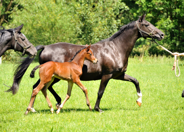  im Gestt Hmelschenburg - Foto Beate Langels
