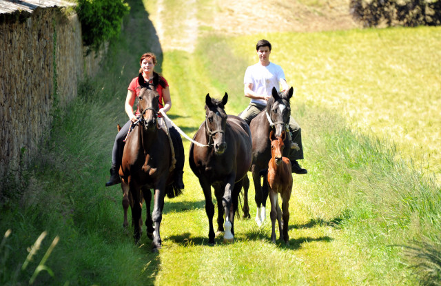  im Gestt Hmelschenburg - Foto Beate Langels