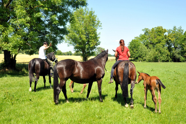  im Gestt Hmelschenburg - Foto Beate Langels