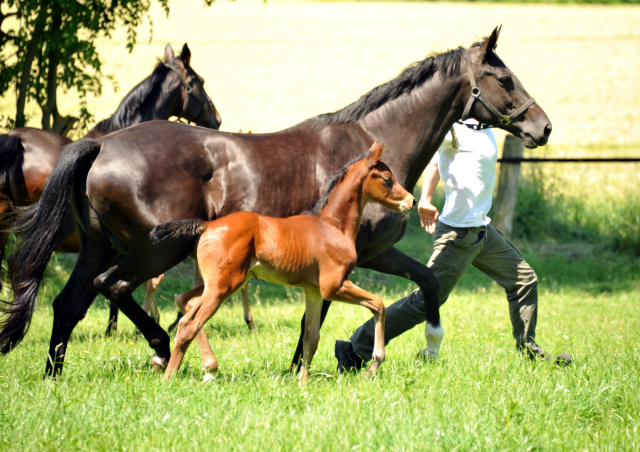  im Gestt Hmelschenburg - Foto Beate Langels