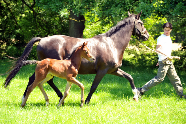  im Gestt Hmelschenburg - Foto Beate Langels
