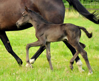 Stutfohlen von Oliver Twist u.d. Amadelia v. Lauries Crusador xx - Foto: Beate Langels