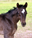 Stutfohlen von Oliver Twist u.d. Amadelia v. Lauries Crusador xx - Foto: Beate Langels