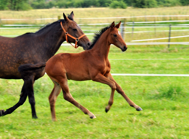 Stutfohlen von Saint Cyr x Lauries Crusador xx - Foto: Beate Langels