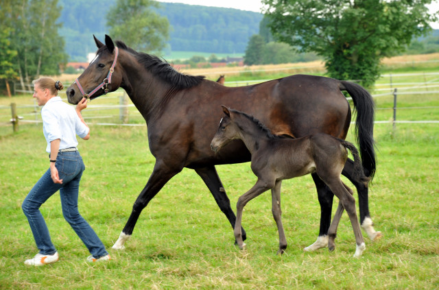 Stutfohlen von Saint Cyr x Lauries Crusador xx - Foto: Beate Langels