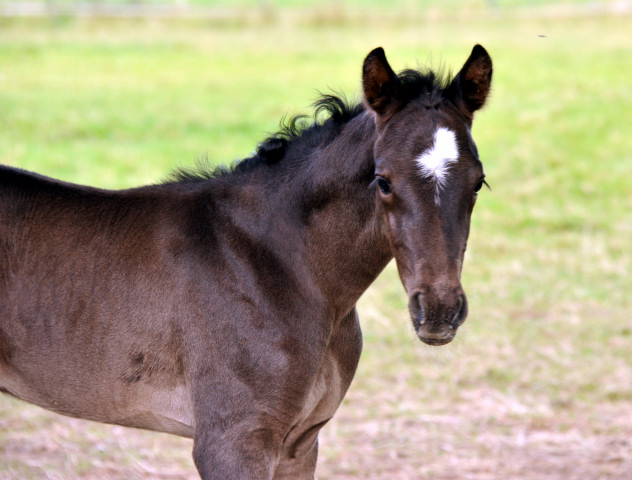 Stutfohlen von Saint Cyr x Lauries Crusador xx - Foto: Beate Langels