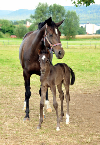 Stutfohlen von Saint Cyr x Lauries Crusador xx - Foto: Beate Langels