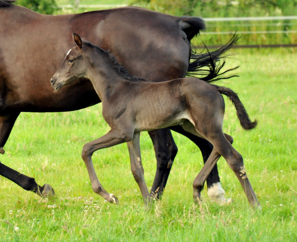 Stutfohlen von Saint Cyr x Lauries Crusador xx - Foto: Beate Langels