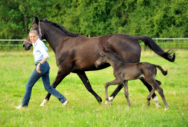 Stutfohlen von Saint Cyr x Lauries Crusador xx - Foto: Beate Langels