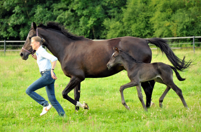 Stutfohlen von Saint Cyr x Lauries Crusador xx - Foto: Beate Langels