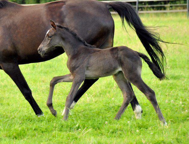 Stutfohlen von Saint Cyr x Lauries Crusador xx - Foto: Beate Langels