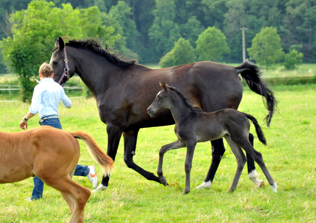 Stutfohlen von Saint Cyr x Lauries Crusador xx - Foto: Beate Langels