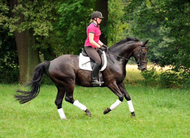 Savinelli - Trakehner Wallach von Summertime u.d. Schwalbenflair v. Exclusiv, Gestt Hmelschenburg