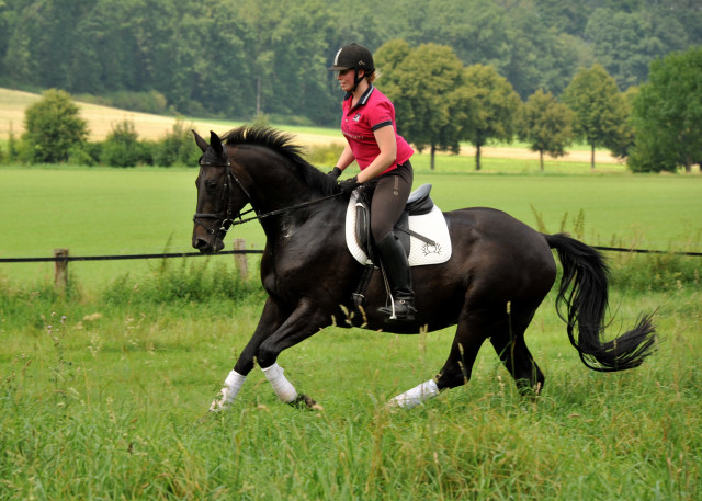 Savinelli - Trakehner Wallach von Summertime u.d. Schwalbenflair v. Exclusiv, Gestt Hmelschenburg