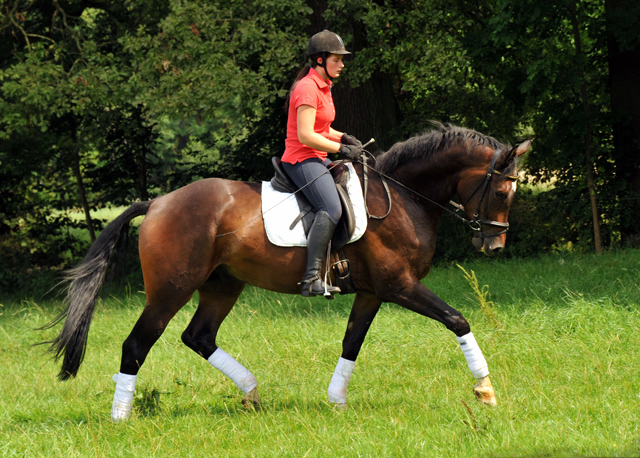 4jhriger Trakehner Wallach von Shavalou u.d. Kalidah Jamal v. Manhattan
