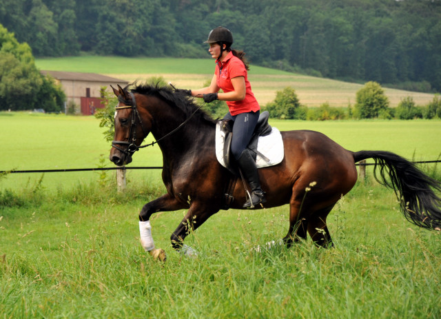 4jhriger Trakehner Wallach von Shavalou u.d. Kalidah Jamal v. Manhattan