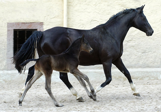 Trakehner colt by Summertime out of Greta Garbo by Alter Fritz, Gestt Hmelschenburg - Beate Langels