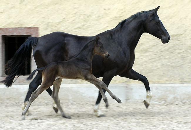 Trakehner colt by Summertime out of Greta Garbo by Alter Fritz, Gestt Hmelschenburg - Beate Langels
