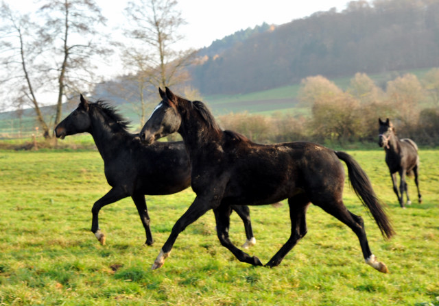 Ein- und zweijhrige Hengste und Wallache in den Emmerauen - Gestt Hmelschenburg 7.12.2014, Foto: Beate Langels, 
Trakehner Gestt Hmelschenburg - Beate Langels