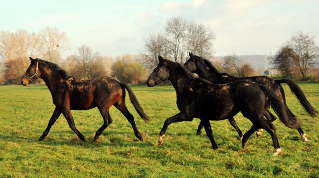 Ein- und zweijhrige Hengste und Wallache in den Emmerauen - Gestt Hmelschenburg 7.12.2014, Foto: Beate Langels, 
Trakehner Gestt Hmelschenburg - Beate Langels