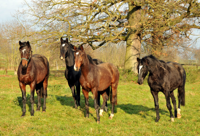 Ein- und zweijhrige Hengste und Wallache in den Emmerauen - Gestt Hmelschenburg 7.12.2014, Foto: Beate Langels, 
Trakehner Gestt Hmelschenburg - Beate Langels