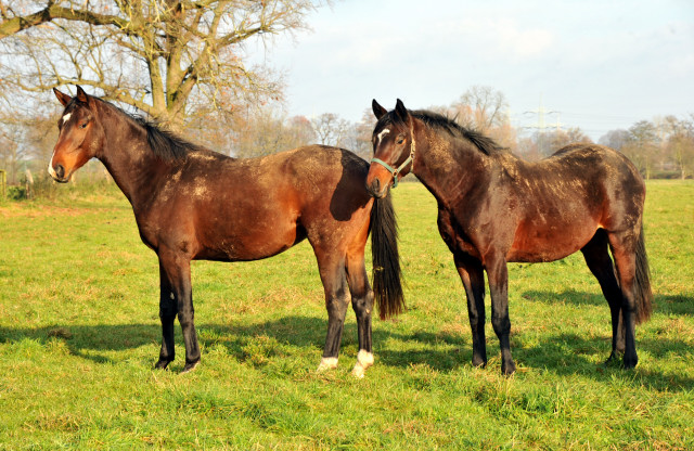 Ein- und zweijhrige Hengste und Wallache in den Emmerauen - Gestt Hmelschenburg 7.12.2014, Foto: Beate Langels, 
Trakehner Gestt Hmelschenburg - Beate Langels