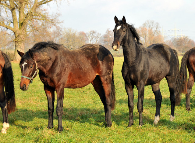 Zweijhrige Summertime-Shne in den Emmerauen - Gestt Hmelschenburg 7.12.2014, Foto: Beate Langels, 
Trakehner Gestt Hmelschenburg - Beate Langels