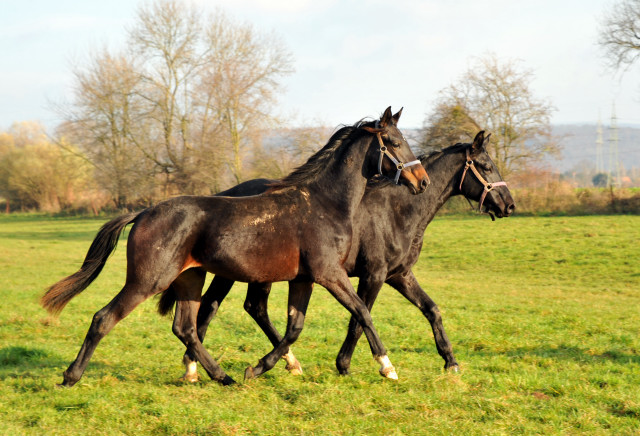 Ein- und zweijhrige Hengste und Wallache in den Emmerauen - Gestt Hmelschenburg 7.12.2014, Foto: Beate Langels, 
Trakehner Gestt Hmelschenburg - Beate Langels