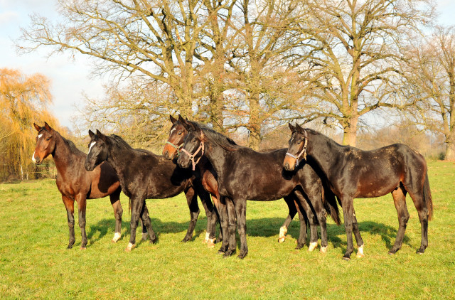 Ein- und zweijhrige Hengste und Wallache in den Emmerauen - Gestt Hmelschenburg 7.12.2014, Foto: Beate Langels, 
Trakehner Gestt Hmelschenburg - Beate Langels