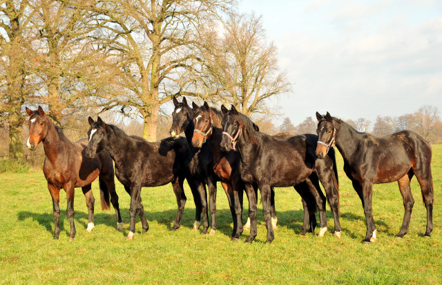 Ein- und zweijhrige Hengste und Wallache in den Emmerauen - Gestt Hmelschenburg 7.12.2014, Foto: Beate Langels, 
Trakehner Gestt Hmelschenburg - Beate Langels