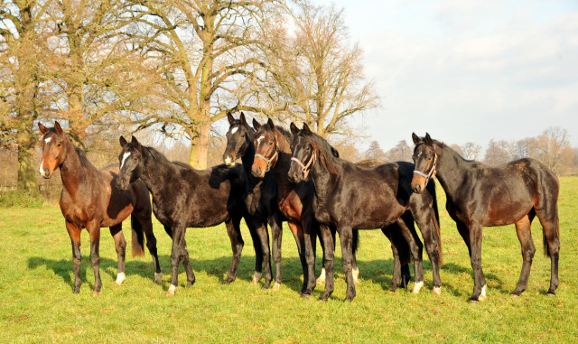 Ein- und zweijhrige Hengste und Wallache in den Emmerauen - Gestt Hmelschenburg 7.12.2014, Foto: Beate Langels, 
Trakehner Gestt Hmelschenburg - Beate Langels