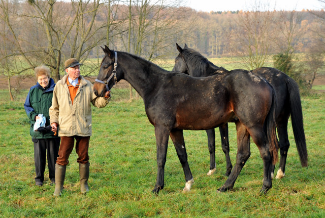 Ein- und zweijhrige Hengste und Wallache in den Emmerauen - Gestt Hmelschenburg 7.12.2014, Foto: Beate Langels, 
Trakehner Gestt Hmelschenburg - Beate Langels