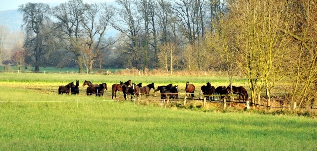 Hmelschenburger Stuten und Fohlen auf der Feldweide - Gestt Hmelschenburg 7.12.2014, Foto: Beate Langels, 
Trakehner Gestt Hmelschenburg - Beate Langels